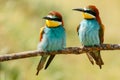 Couple of bee-eaters