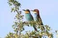 Couple of Bee-eaters on a tree