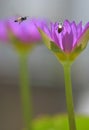 Couple of bees in nature among the lilies. Royalty Free Stock Photo