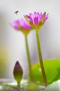 Couple of bees in nature among the lilies. Royalty Free Stock Photo