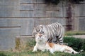 Couple of bengal tiger Royalty Free Stock Photo