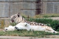 Couple of bengal tiger