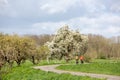 couple on bicycle passes blooming fruit tree on dike in betuwe part of holland