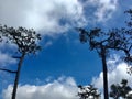 Couple big pine tree on blue sky and cloud Royalty Free Stock Photo