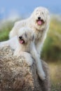 Couple of big white dog Royalty Free Stock Photo