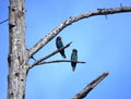 A couple of bird, a dead tree, a bright blue sky Royalty Free Stock Photo