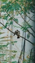 A couple of bird perching on a branch of tree