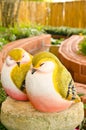 Couple of bird statue in garden Royalty Free Stock Photo