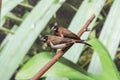 A couple of birds Dusky munia sitting on a branch. Exhibition farm of live tropical butterflies in the Exhibition Center of