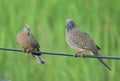 couple birds in the fields