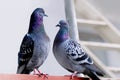 Couple of birds in love, family Feral pigeons, Columba livia domestica, street pigeons sits on structure, concept ornithology,