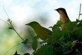 couple birds for wildlife photography and Cedar Waxwing perched on a branch. Royalty Free Stock Photo