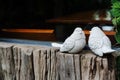 Couple birds, two white bird statues on the wooden near window