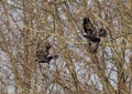 Couple black birds flying among bare branches and twigs on a sunny day