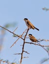 A couple of the Black-caped Social Weaver Royalty Free Stock Photo