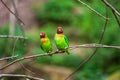 Couple of black-cheeked lovebird sitting on the tree brach