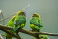 Couple of black cheeked lovebirds sitting together on a branch, tropical birds from Zambia, Africa