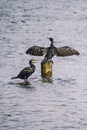 Couple of black cormorants on wooden pilings