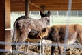 Couple of black donkeys with a baby suckling at stable