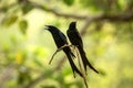 Couple of black drongos Dicrurus macrocercus sitting on branch and screaming or singing, native to the Indian Subcontinent,