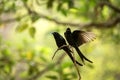 Couple of black drongos Dicrurus macrocercus sitting on branch and screaming or singing, native to the Indian Subcontinent,