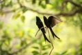 Couple of black drongos Dicrurus macrocercus sitting on branch and screaming or singing, native to the Indian Subcontinent,