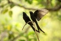 Couple of black drongos Dicrurus macrocercus sitting on branch and screaming or singing, native to the Indian Subcontinent,