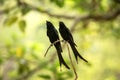 Couple of black drongos Dicrurus macrocercus sitting on branch and screaming or singing, native to the Indian Subcontinent,