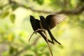 Couple of black drongos Dicrurus macrocercus sitting on branch and screaming or singing, native to the Indian Subcontinent,