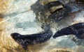 A couple of Pacific Harbor Seals Swimming in Shallow Water