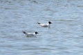 A couple of black headed gulls Royalty Free Stock Photo