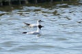 A couple of black headed gulls in the lake Royalty Free Stock Photo