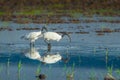 Couple of Black-headed ibis Royalty Free Stock Photo