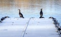 Couple of black heron birds sunbathing at the edge of pier 1 Royalty Free Stock Photo