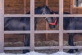 Couple of black horse Royalty Free Stock Photo