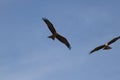 Couple of black kites soaring in the blue sky. Milvus migrans. Royalty Free Stock Photo