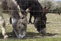 Couple of black and Mediterranean donkeys grazing with goat background