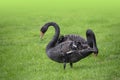 Couple of black swans, Cygnus atratus, in the meadow Royalty Free Stock Photo
