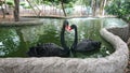 Couple of black swans Royalty Free Stock Photo