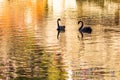 Couple of black swans on the lake with golden reflections Royalty Free Stock Photo