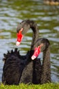 Couple black swans Royalty Free Stock Photo