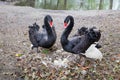 Couple black swans protecting eggs in nest Royalty Free Stock Photo