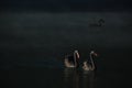 COUPLE BLACK SWANS Royalty Free Stock Photo