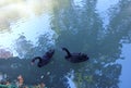 a couple of black swans Royalty Free Stock Photo