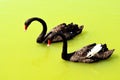 Couple Black Swans swim in the yellow lake Royalty Free Stock Photo