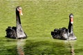 Couple of black swans swimming on a lake Royalty Free Stock Photo