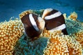 A couple of black-and-white clownfish are hiding in their anemones