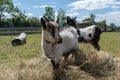 Couple of black and white male goat kids Royalty Free Stock Photo