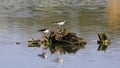 A couple of Black-winged Stilt staying on the nest with an egg on the stump in the middle of the water surface. Royalty Free Stock Photo