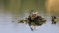 A couple of Black-winged Stilt staying on the nest with an egg on the stump in the middle of the water surface. Royalty Free Stock Photo